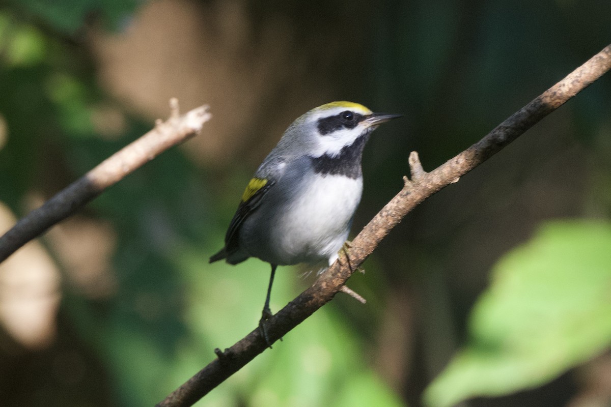 Golden-winged Warbler - ML641912589