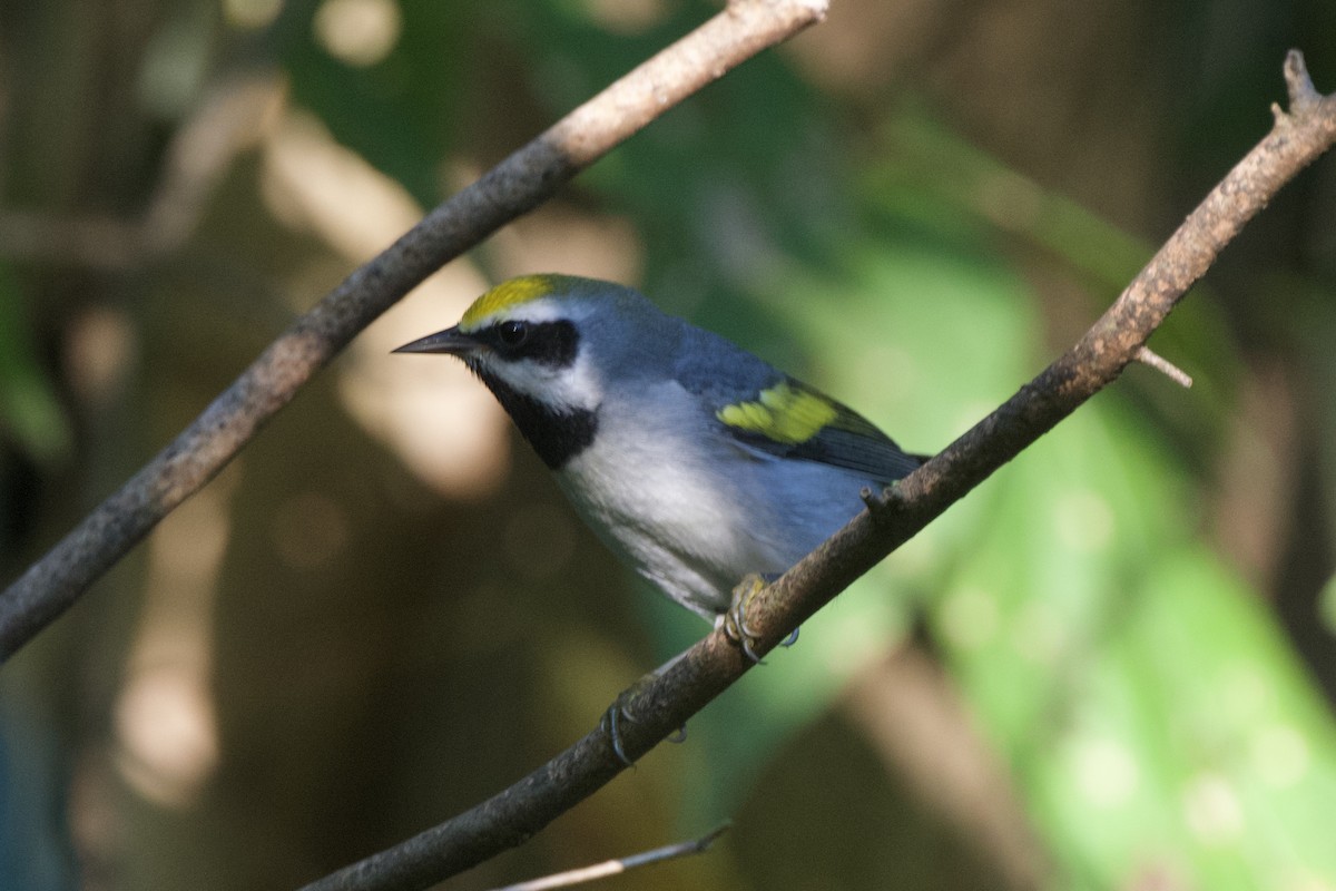 Golden-winged Warbler - ML641912590