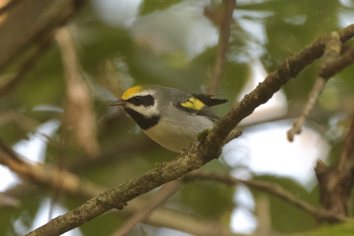 Golden-winged Warbler - ML641912591