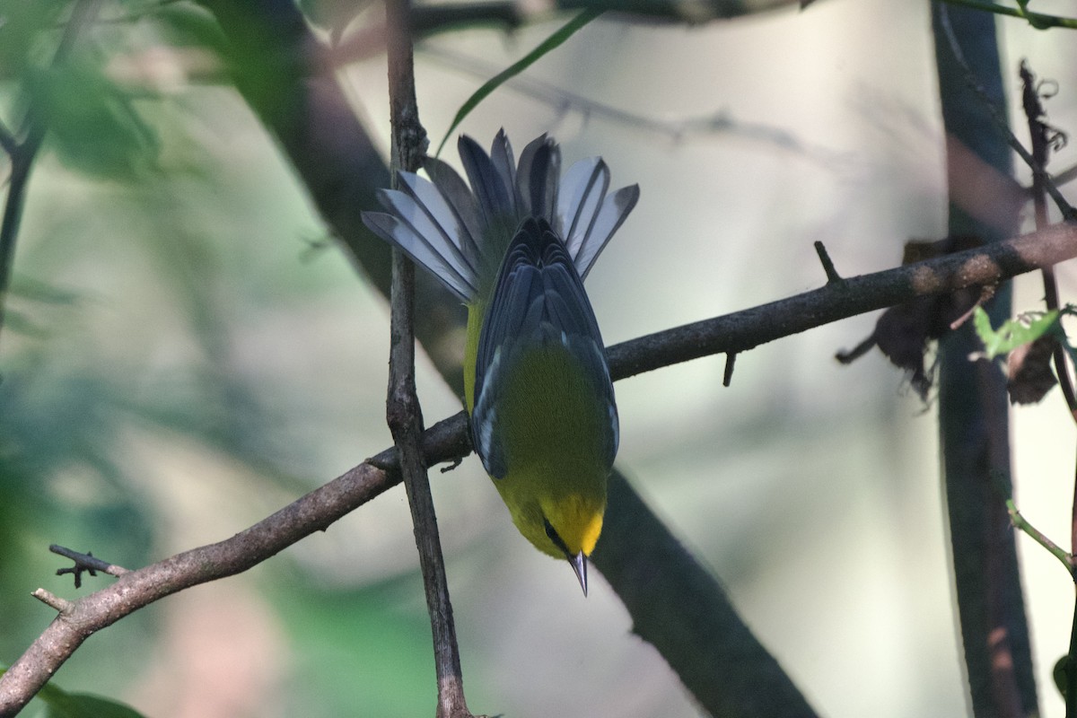 Blue-winged Warbler - ML641912592