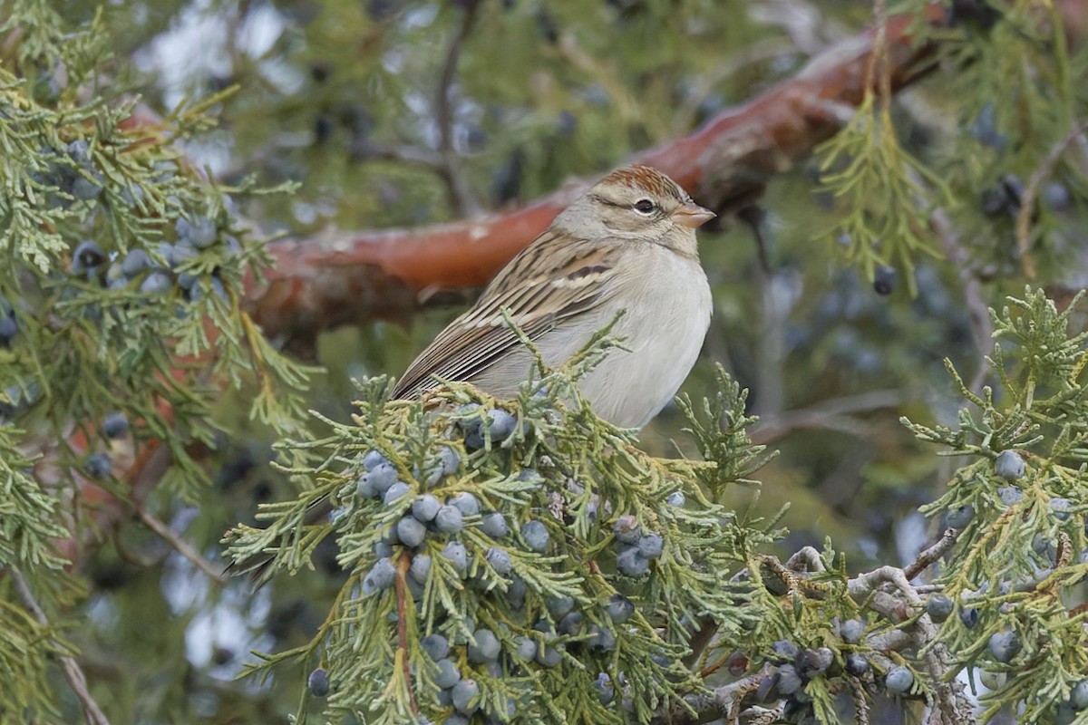 Chipping Sparrow - ML641912594