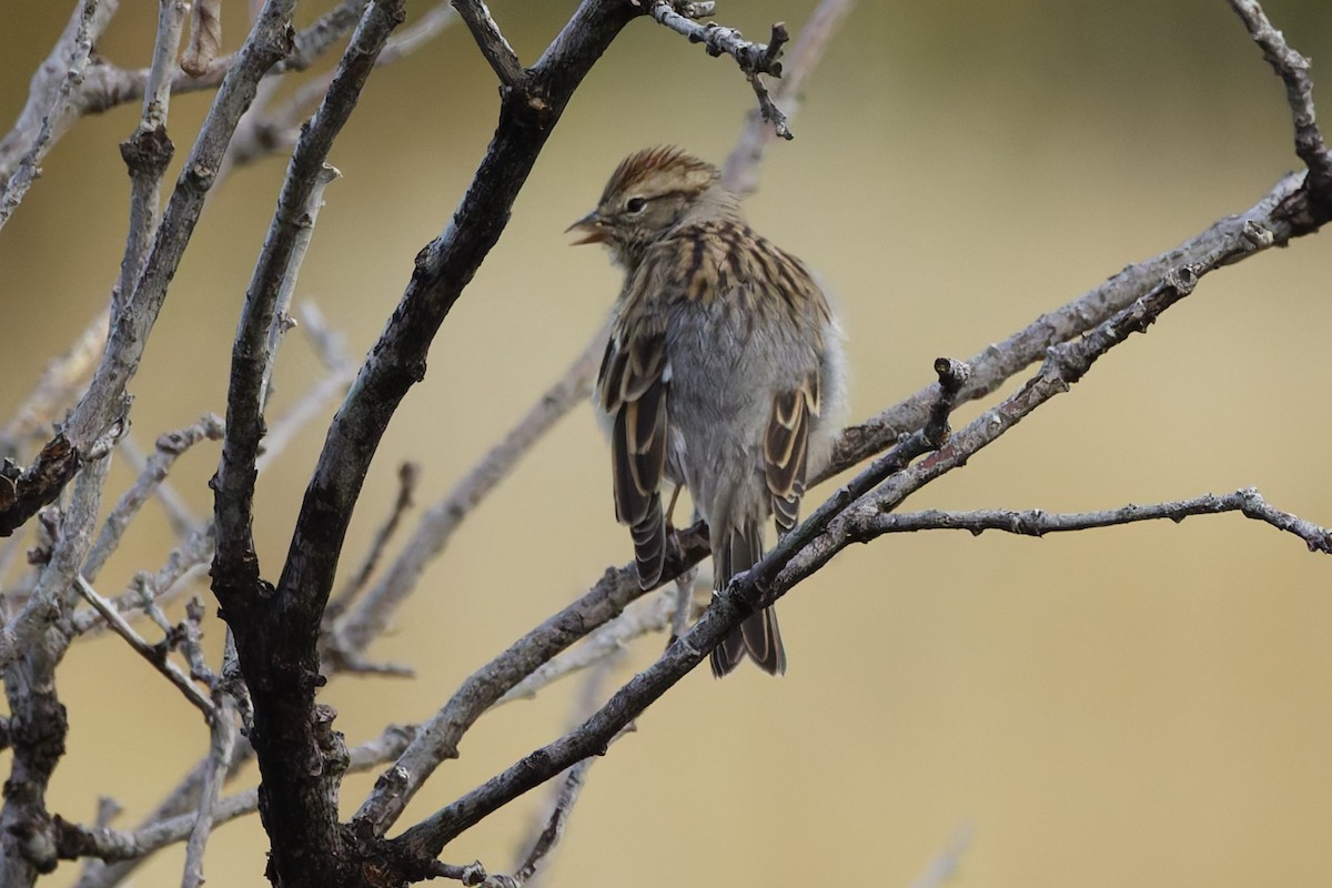 Chipping Sparrow - ML641912595