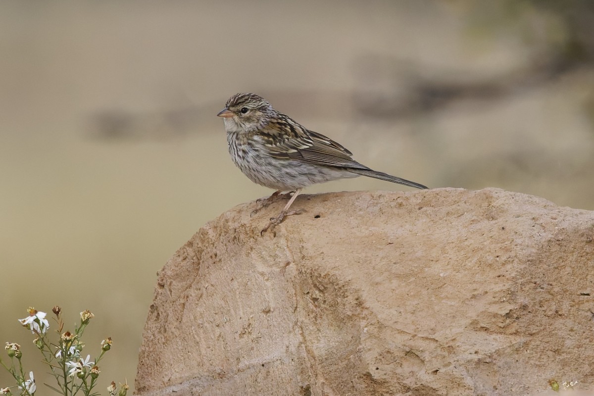 Chipping Sparrow - ML641912596