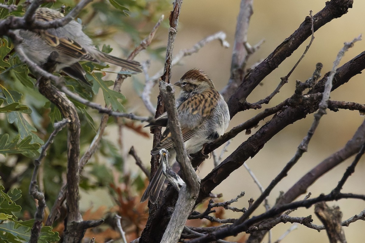 Chipping Sparrow - ML641912597