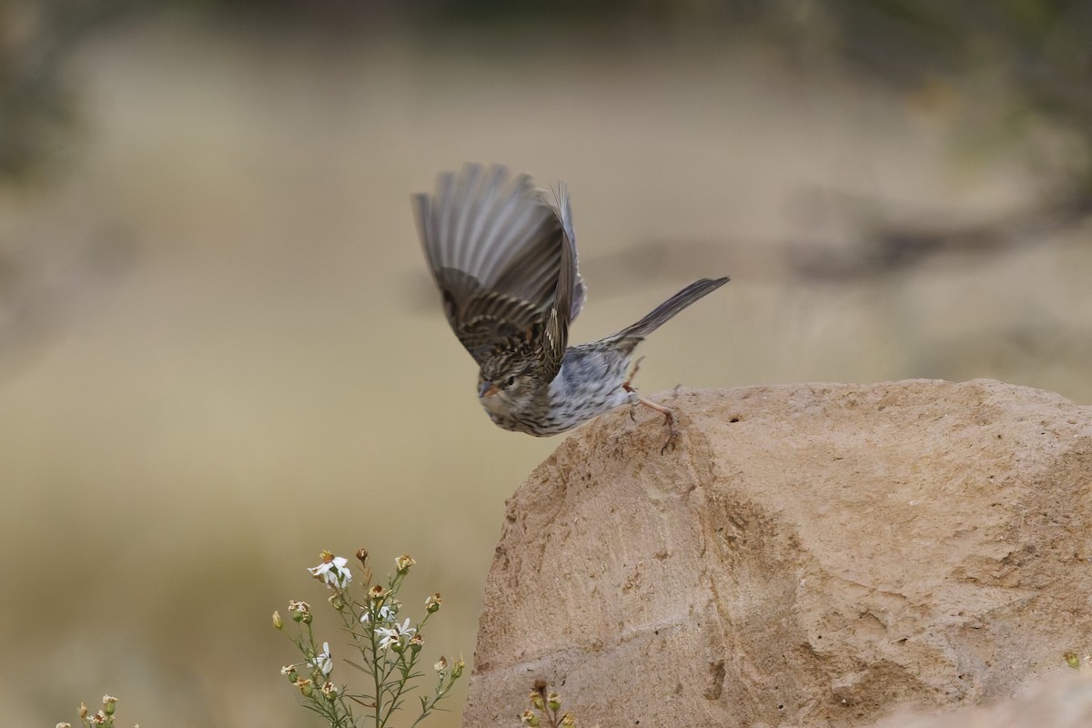 Chipping Sparrow - ML641912598