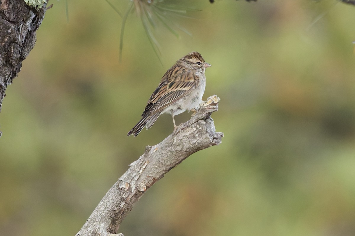 Chipping Sparrow - ML641912599