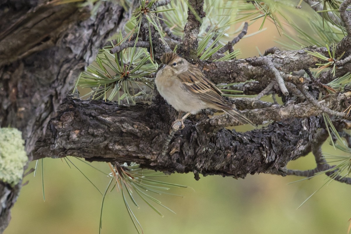 Chipping Sparrow - ML641912600