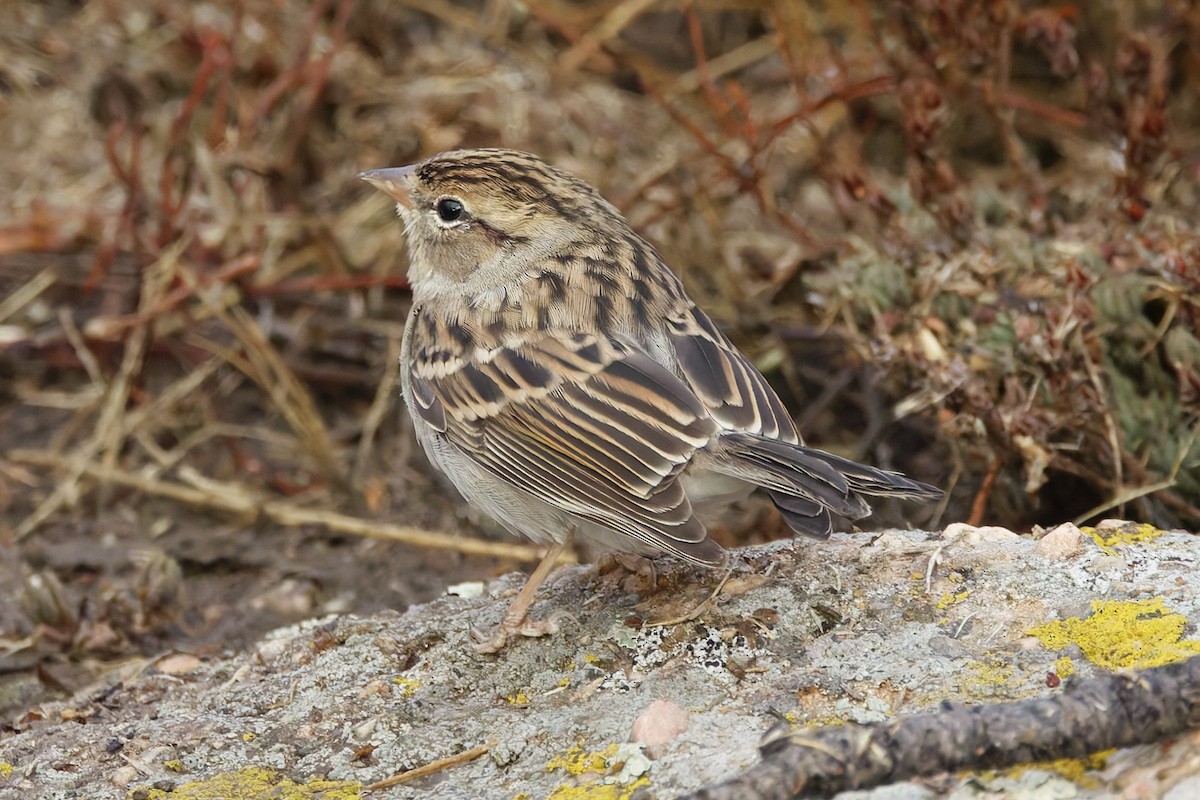 Chipping Sparrow - ML641912601