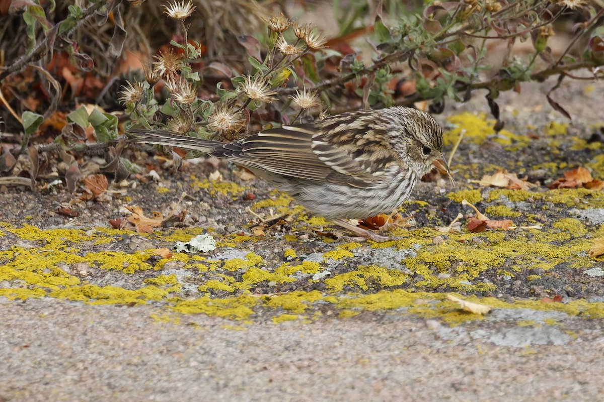 Chipping Sparrow - ML641912602