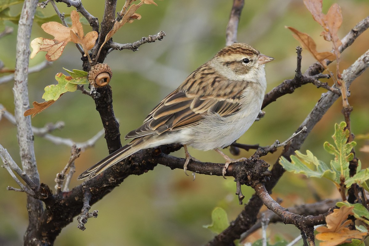 Chipping Sparrow - ML641912603