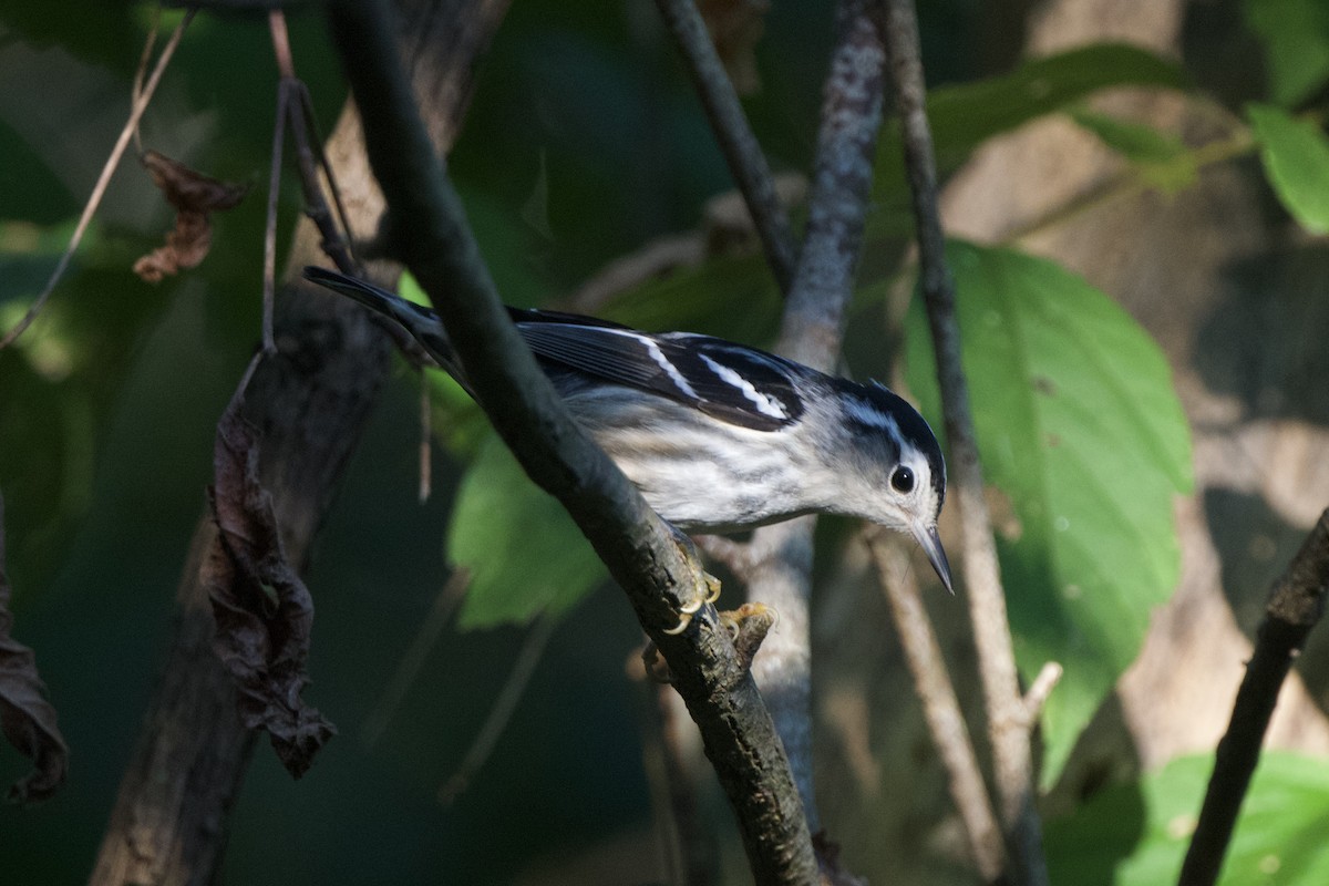 Black-and-white Warbler - ML641912604