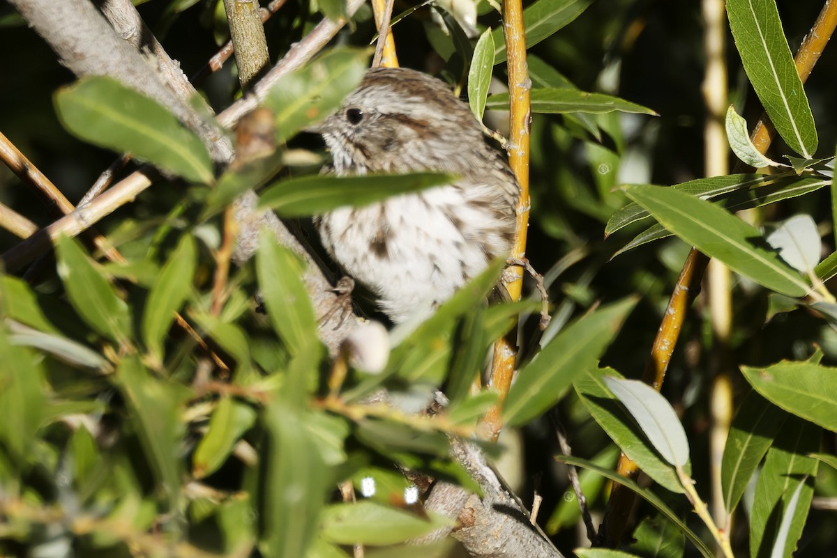 Song Sparrow - ML641912605