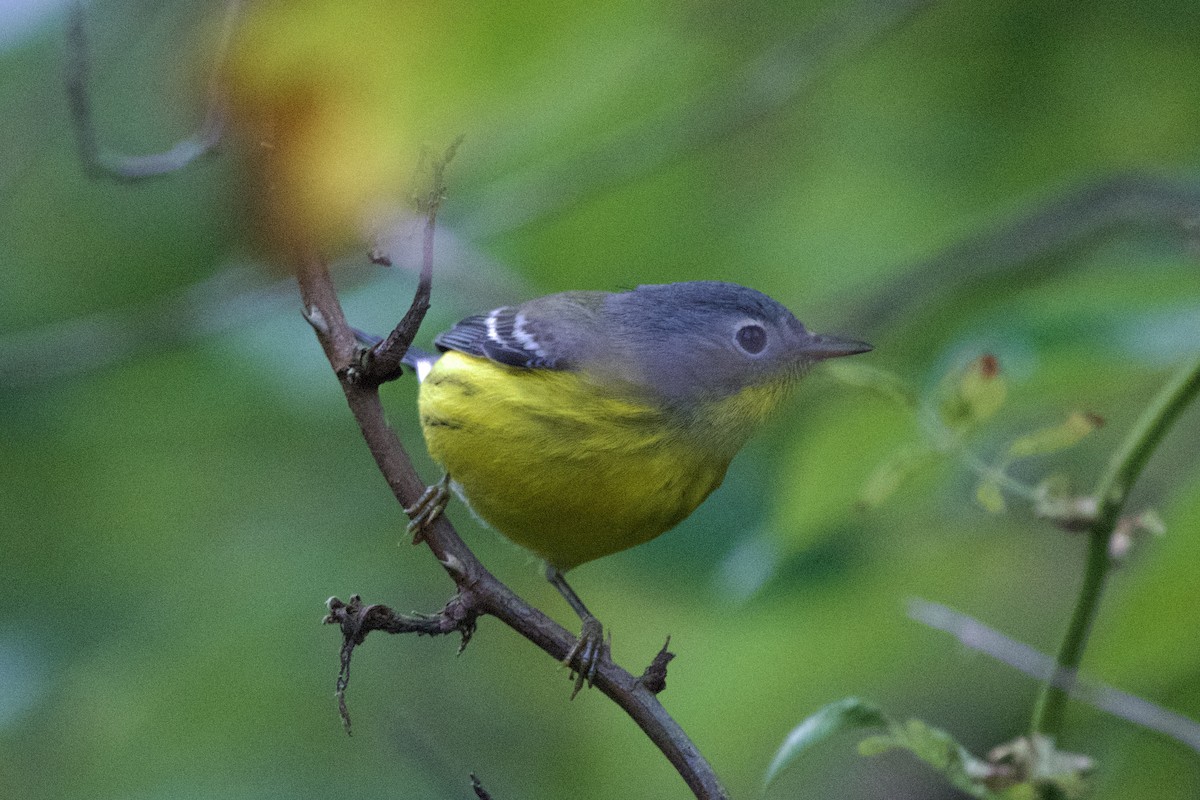 Magnolia Warbler - ML641912608