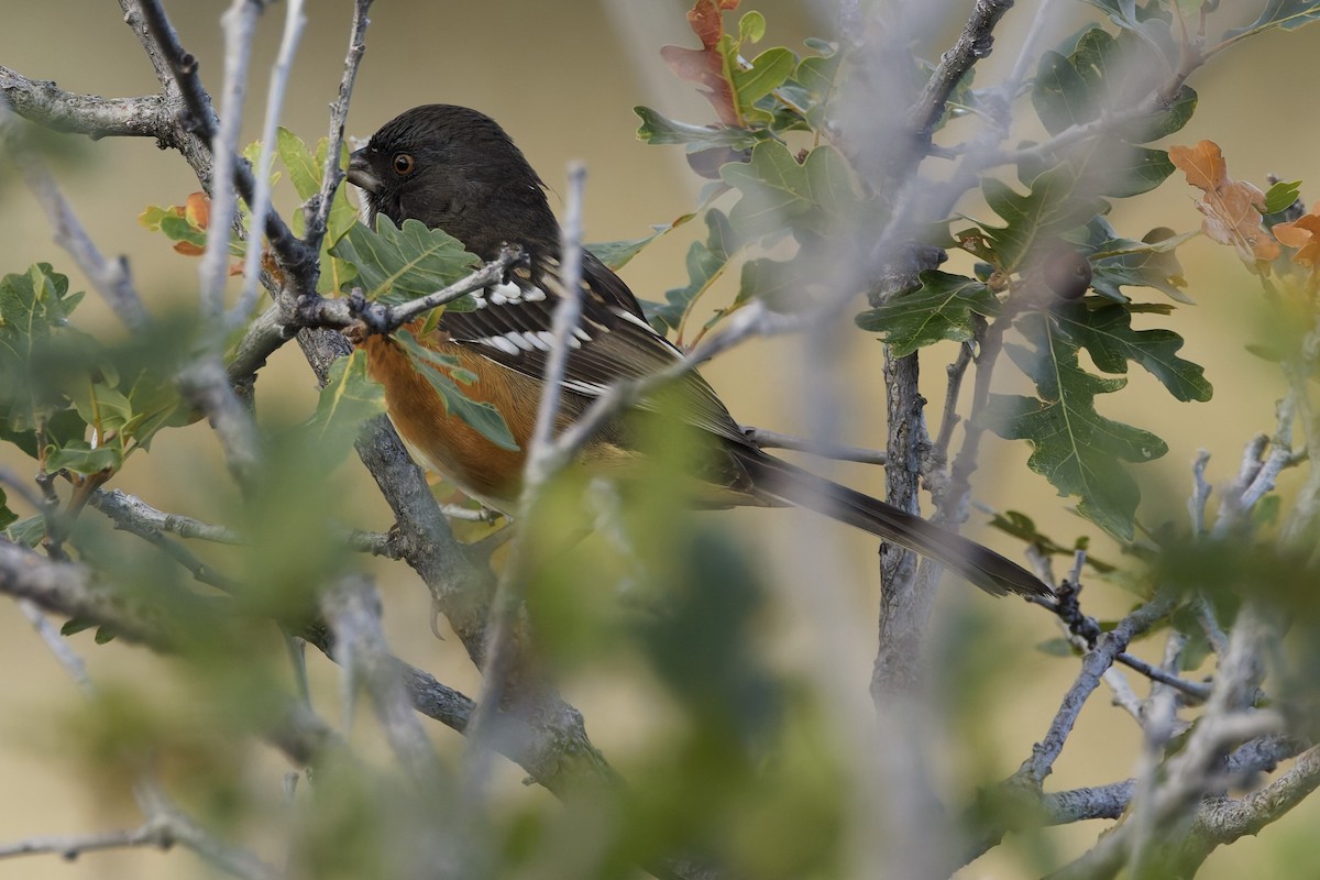 Spotted Towhee - ML641912612