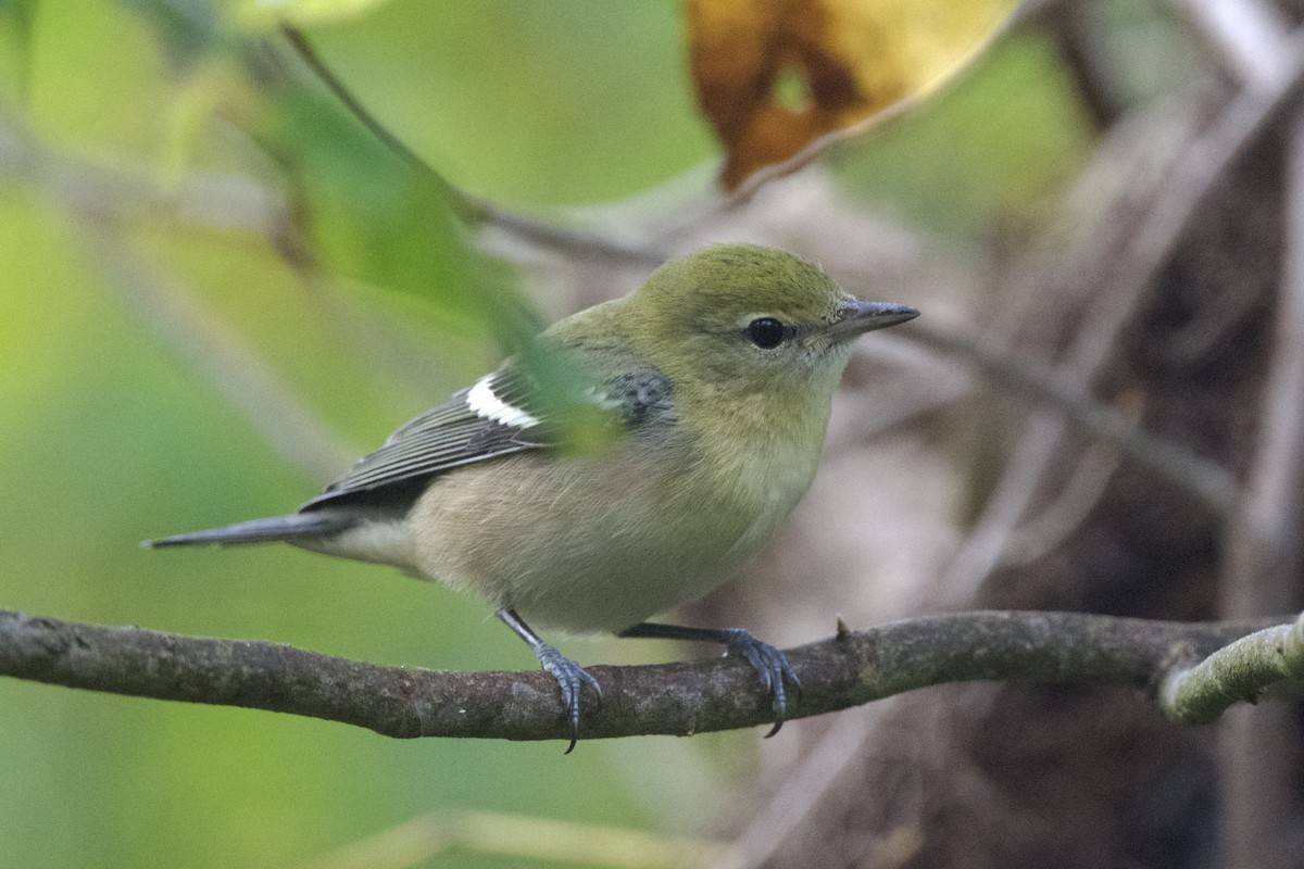 Bay-breasted Warbler - ML641912614