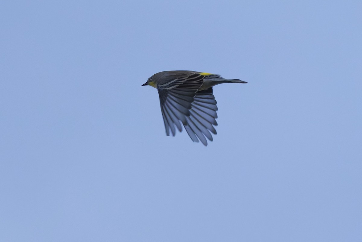 Yellow-rumped Warbler - ML641912617
