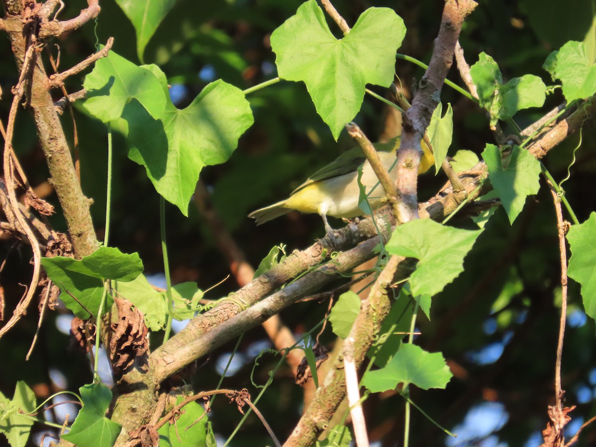Swinhoe's White-eye - ML641912621