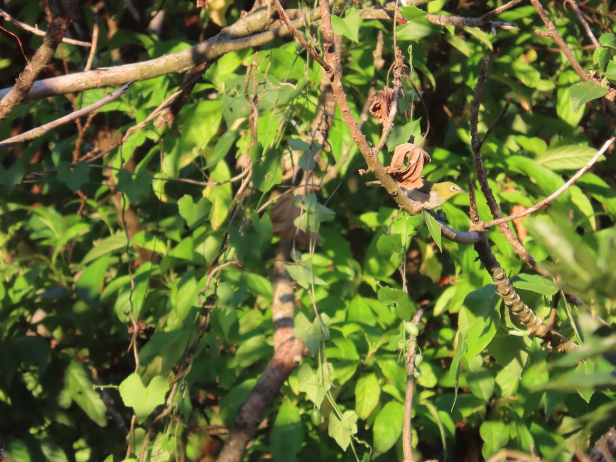 Swinhoe's White-eye - ML641912622
