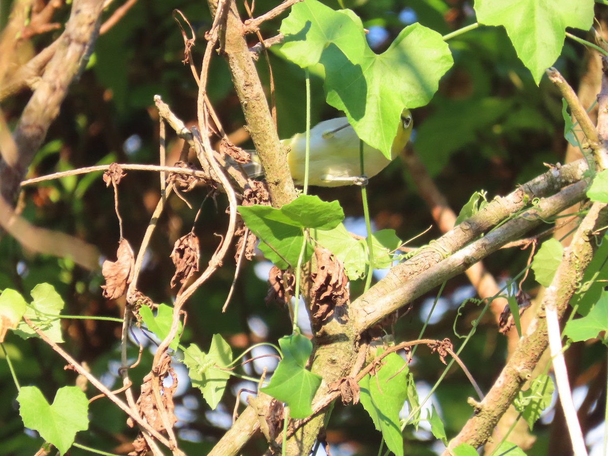 Swinhoe's White-eye - ML641912623
