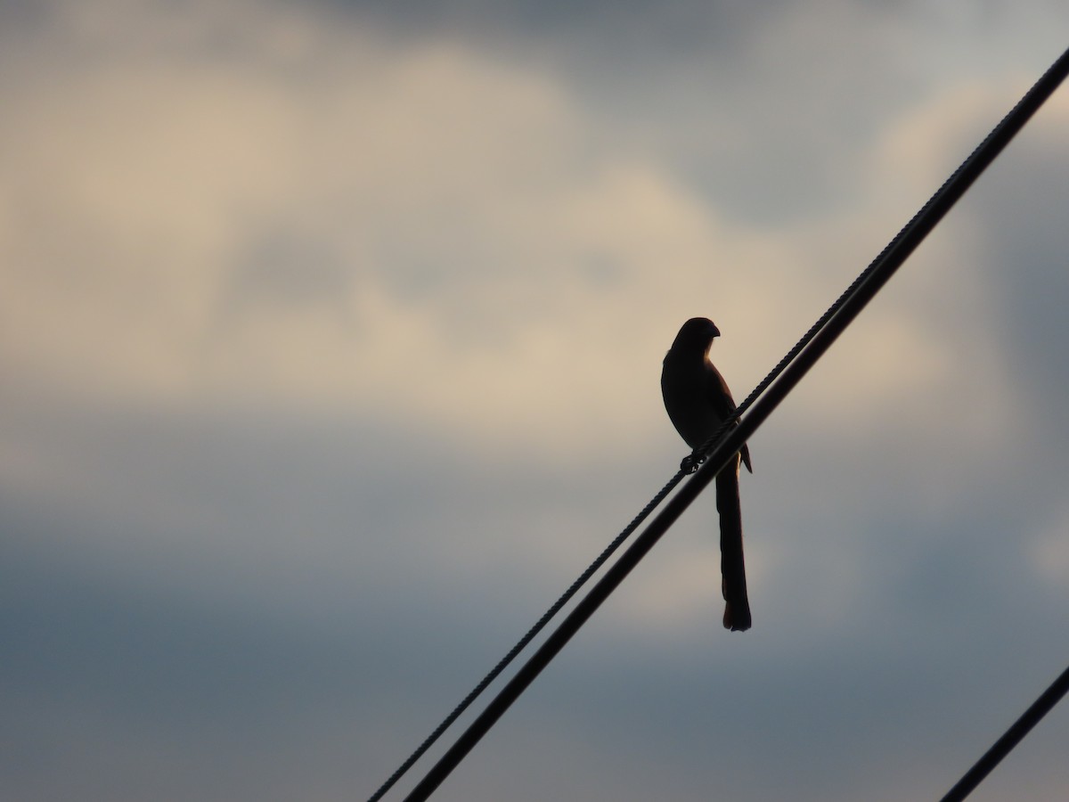Gray Treepie - ML641912637