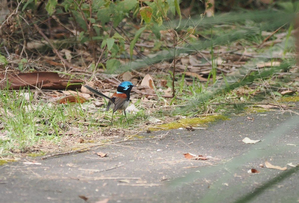 Red-winged Fairywren - ML641912651