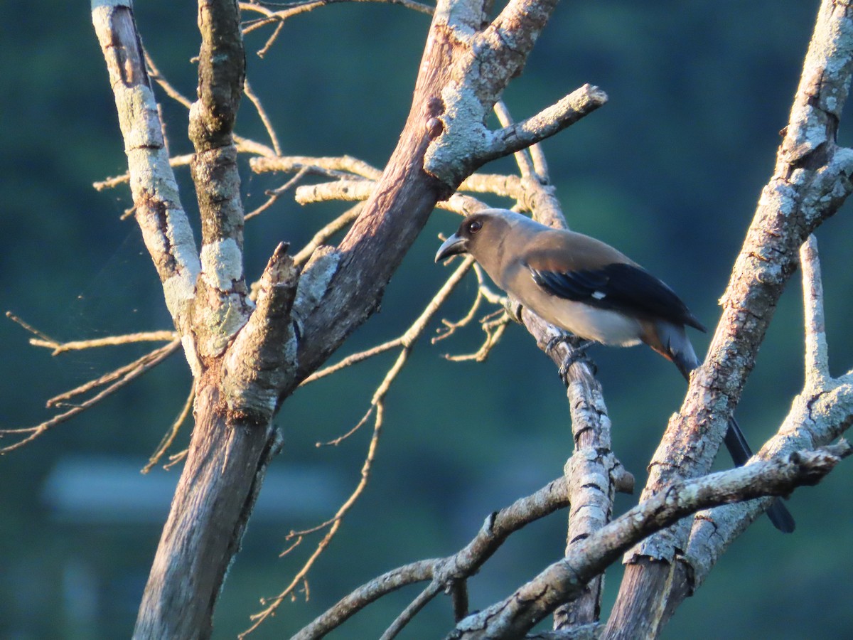 Gray Treepie - ML641912652