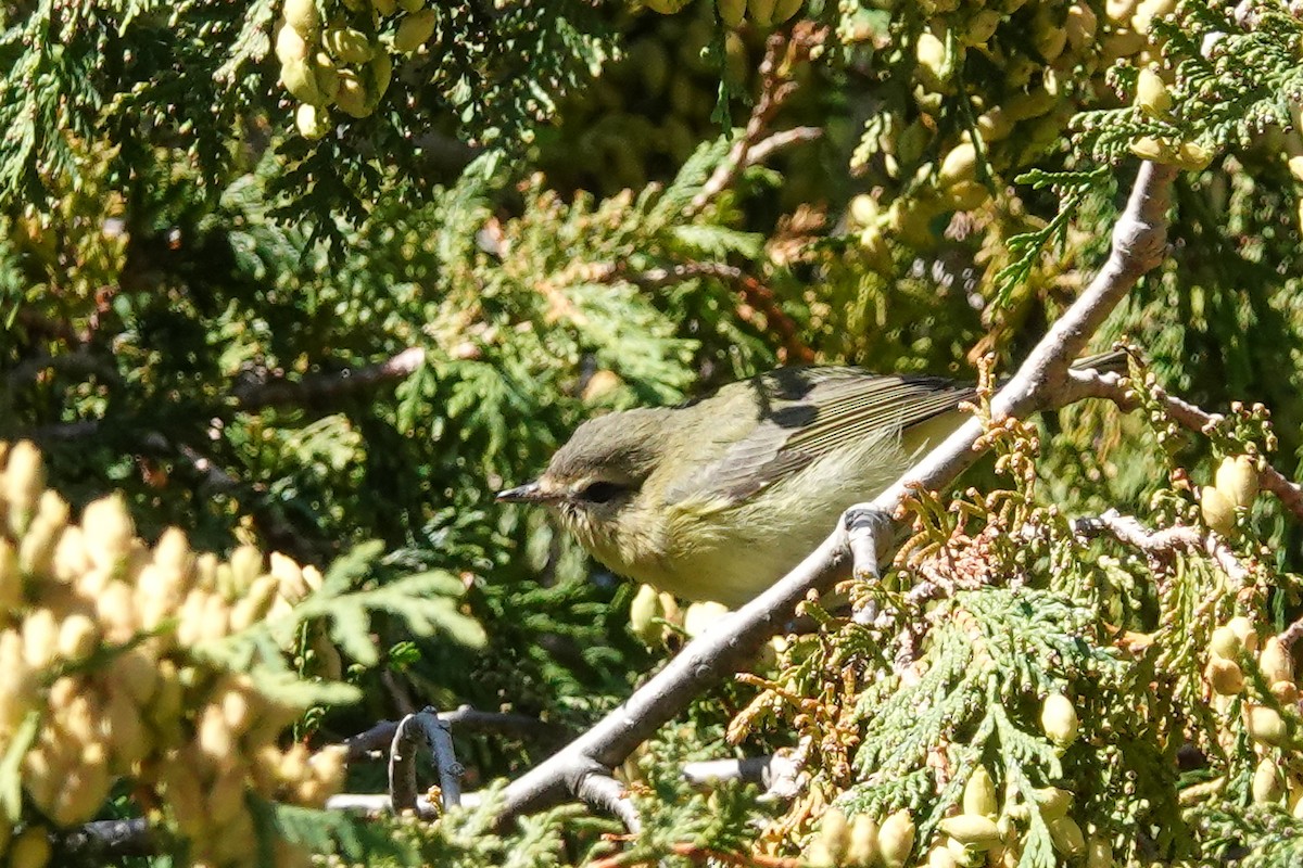 Philadelphia Vireo - ML641912653
