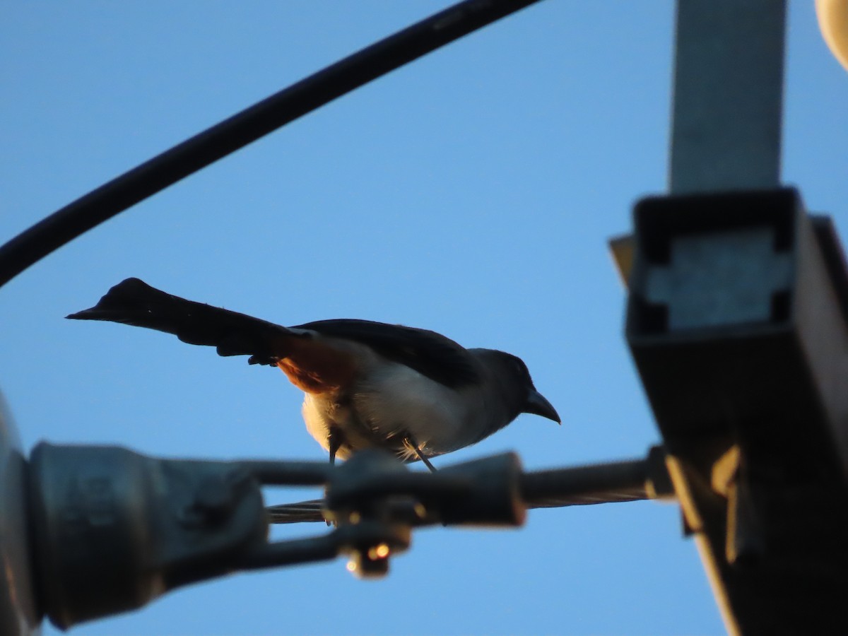 Gray Treepie - ML641912657