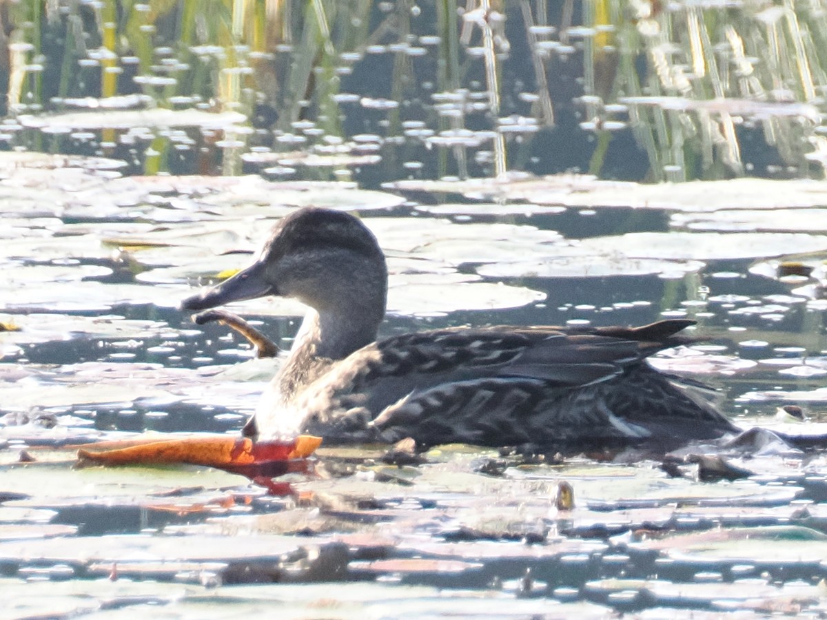 Green-winged Teal - ML641912663