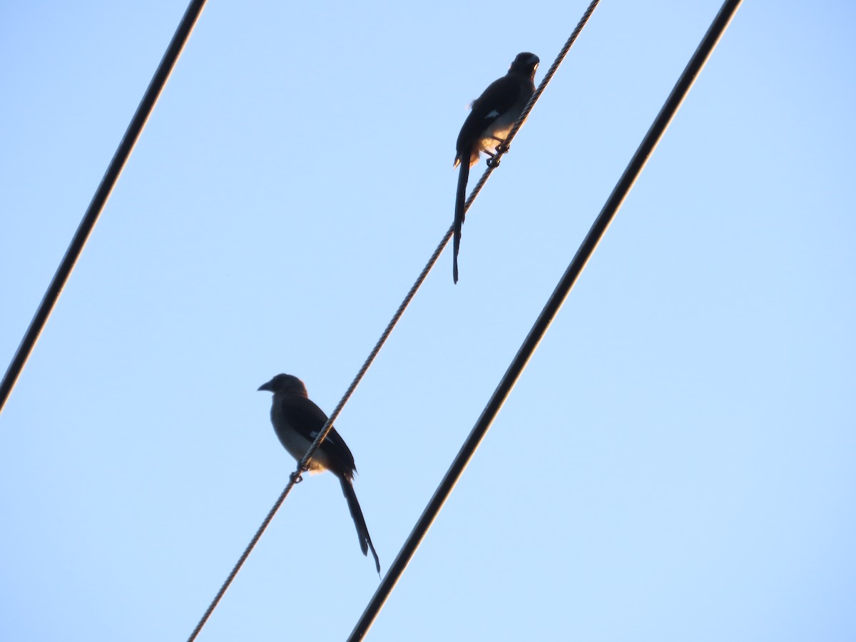 Gray Treepie - ML641912664
