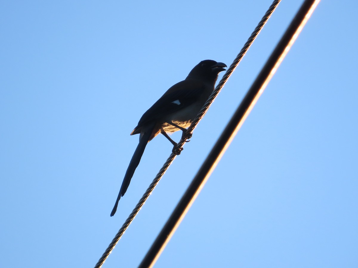 Gray Treepie - ML641912665
