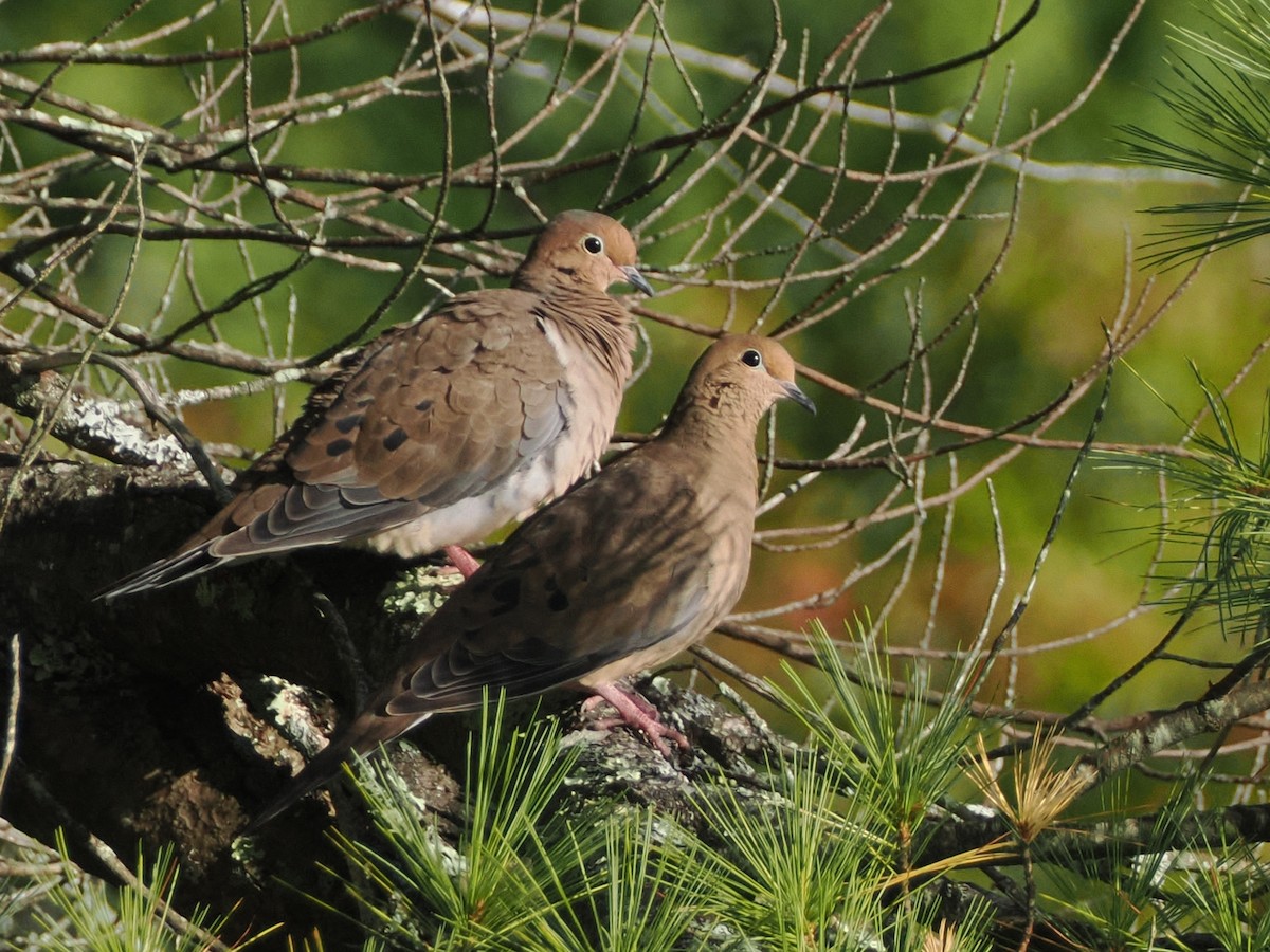 Mourning Dove - ML641912670
