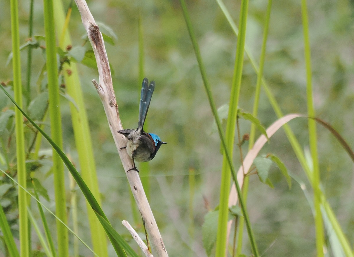 Red-winged Fairywren - ML641912676