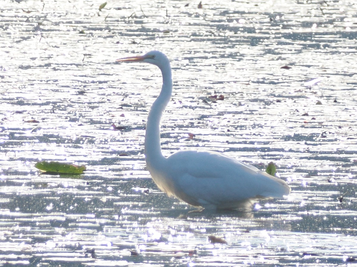 Great Egret - ML641912683