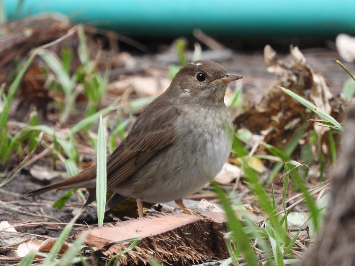 Thrush Nightingale - ML641912687
