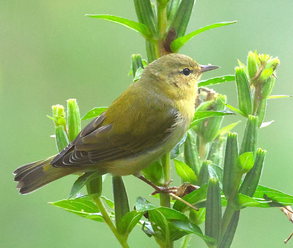 Tennessee Warbler - ML641912690