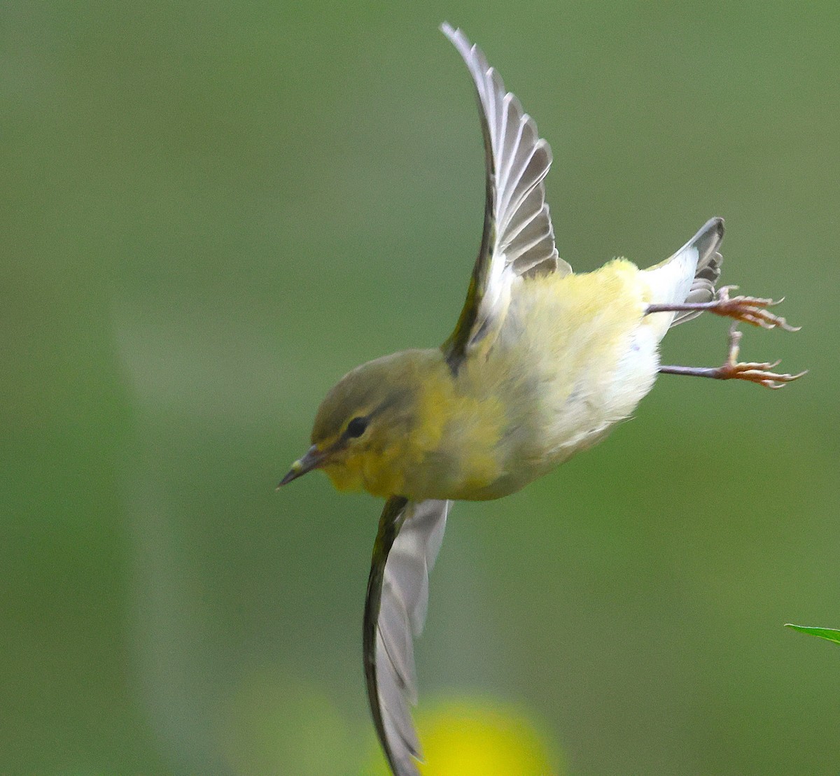 Tennessee Warbler - ML641912695