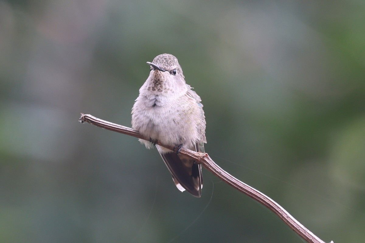 Costa's Hummingbird - ML641912711
