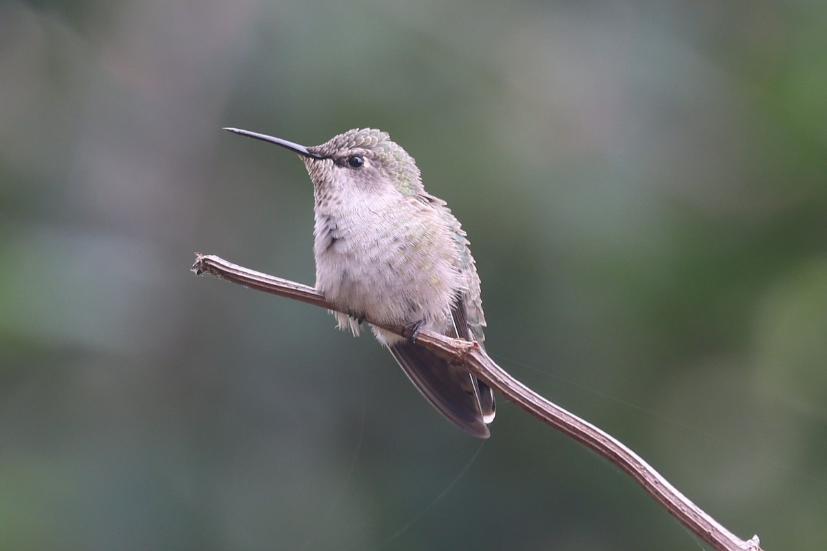 Costa's Hummingbird - ML641912712