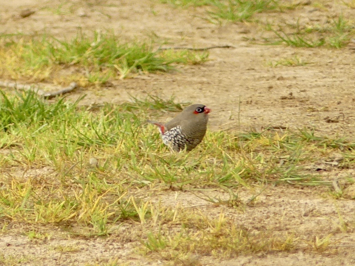 Red-eared Firetail - ML641912716