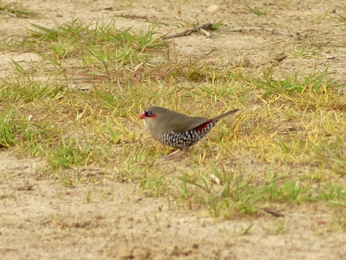 Red-eared Firetail - ML641912717