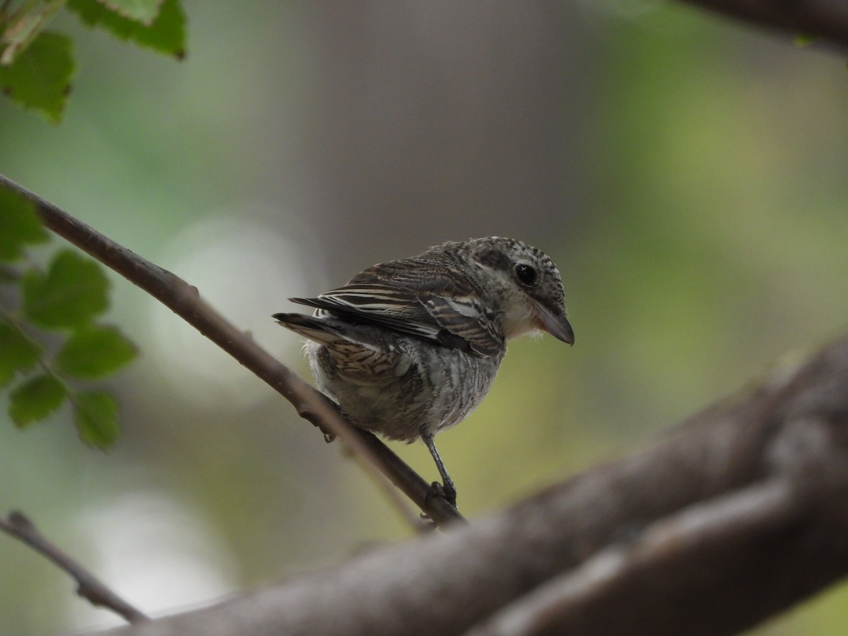 Masked Shrike - ML641912741