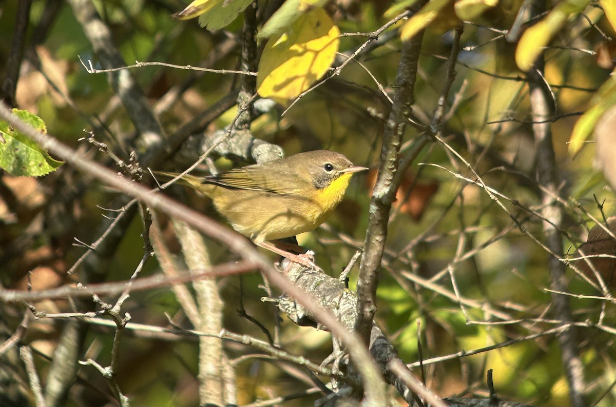 Weidengelbkehlchen - ML641912754