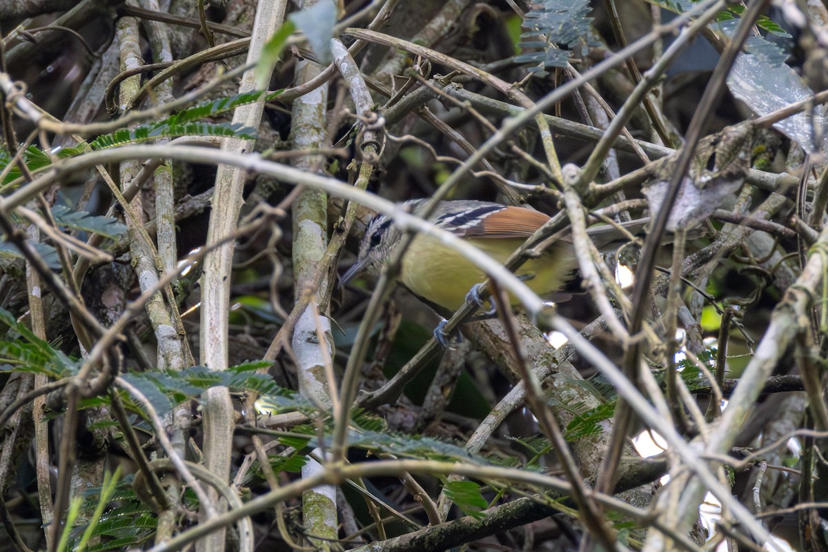 Rufous-margined Antwren - ML641912762