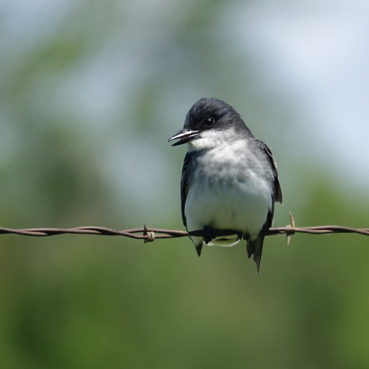 Eastern Kingbird - ML641912767