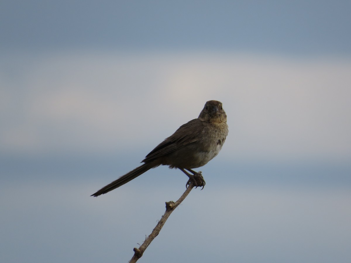 Canyon Towhee - ML641912768