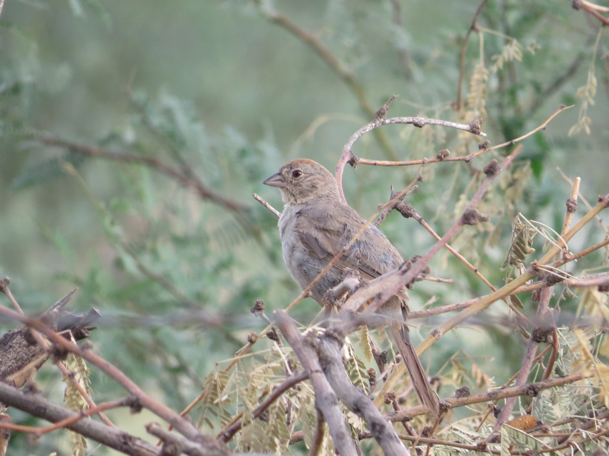 Canyon Towhee - ML641912772