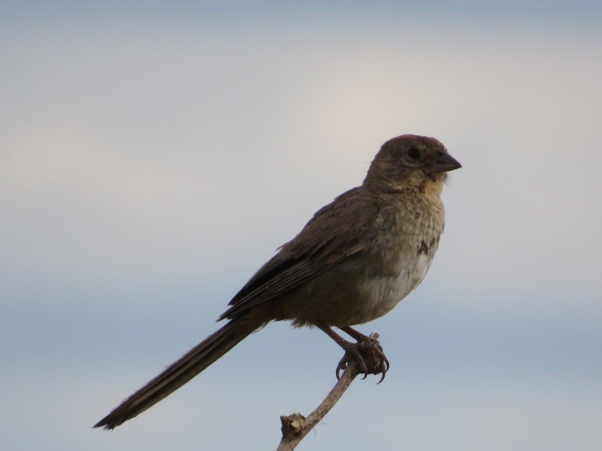 Canyon Towhee - ML641912779