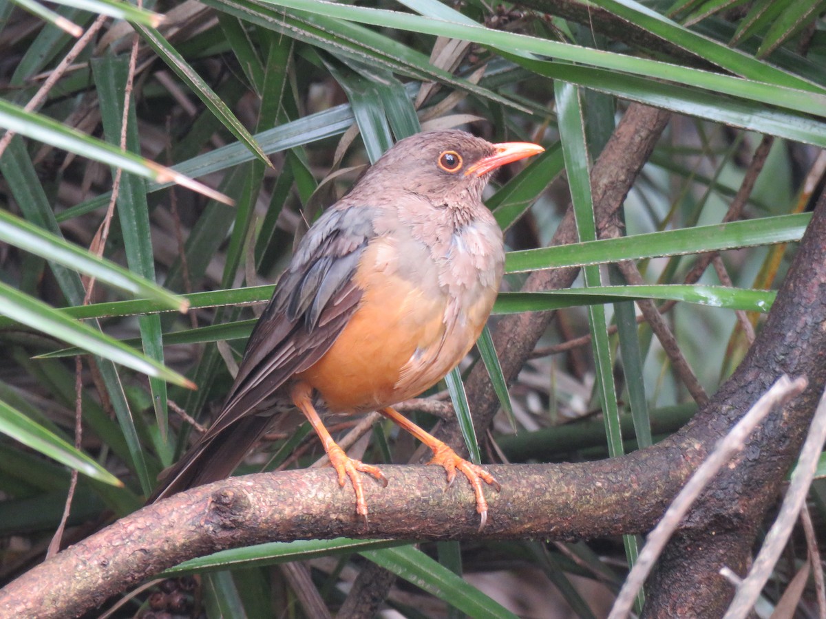 Abyssinian Thrush - ML641912789