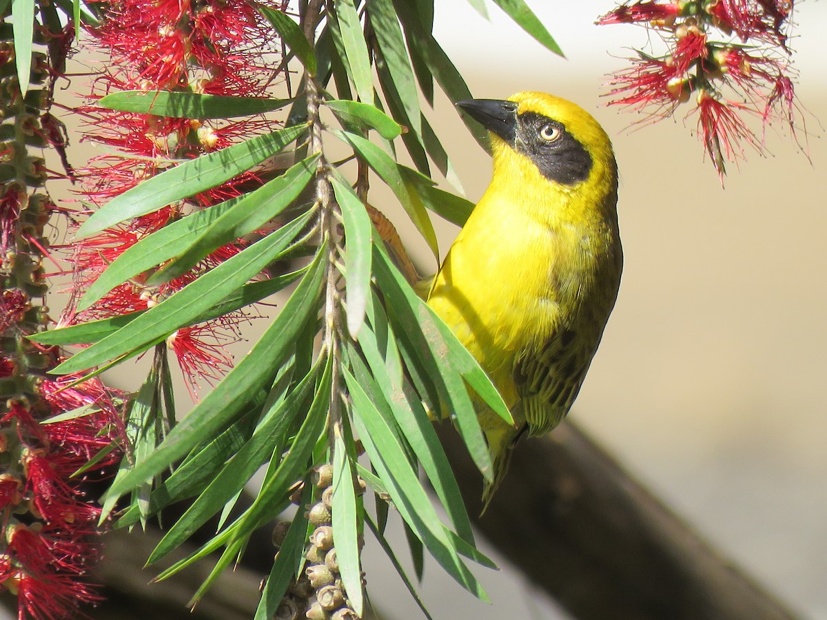 Baglafecht Weaver - ML641912803
